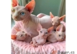 Ogłoszenie - Kocięta rasy sfinks do adopcji.. Miniaturka 1