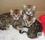 Ogłoszenie - Urocze kocięta bengalskie do adopcji. Miniaturka 1