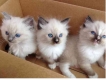 Ogłoszenie - Kocięta ragdoll do adopcji. Miniaturka 1