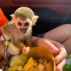 Ogłoszenie - Dostępne urocze małpki wiewiórcze. Miniaturka 1