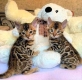 Ogłoszenie - Kocięta bengalskie do adopcji. Miniaturka 1