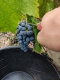 Ogłoszenie - Winobranie 2026 Francja. Miniaturka 1