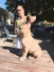 Ogłoszenie - Cane Corso – Piękne szczenięta Formentino na sprzedaż. Miniaturka 4