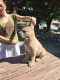 Ogłoszenie - Cane Corso – Piękne szczenięta Formentino na sprzedaż. Miniaturka 6