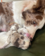 Ogłoszenie - ZOSTAŁO 1! WYJĄTKOWE *UNIKALNE* BORDER COLLIE. Miniaturka 5