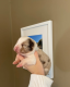 Ogłoszenie - ZOSTAŁO 1! WYJĄTKOWE *UNIKALNE* BORDER COLLIE. Miniaturka 1