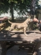 Ogłoszenie - Cane Corso – Piękne szczenięta Formentino na sprzedaż. Miniaturka 7