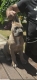 Ogłoszenie - Cane Corso – Piękne szczenięta Formentino na sprzedaż. Miniaturka 3