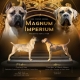 Ogłoszenie - Cane Corso – Piękne szczenięta Formentino na sprzedaż. Miniaturka 8
