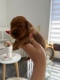 Ogłoszenie - Cockapoo szczenięta. Miniaturka 3