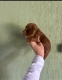 Ogłoszenie - Cockapoo szczenięta. Miniaturka 4
