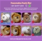 Ogłoszenie - Hodowla pomeranianów sprzedaje młode suki. Miniaturka 2