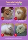 Ogłoszenie - Hodowla pomeranianów sprzedaje młode suki. Miniaturka 1