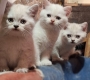 Ogłoszenie - Kocięta brytyjskie krótkowłose na sprzedaż. Miniaturka 4
