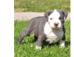 Ogłoszenie - 5 szczeniąt rasy American Pitbull czekających na nowe domy z pełną dokumentacją.. Miniaturka 1