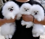 Ogłoszenie - Oszałamiające szczenięta pomeraniana w kolorze pluszowego misia z KC. Miniaturka 1
