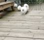 Ogłoszenie - Oszałamiające szczenięta pomeraniana w kolorze pluszowego misia z KC. Miniaturka 3