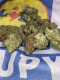 Ogłoszenie - LIDL Dyskont Narkotykowy 🎉 Koka | WEED | 3CMC | 4CMC | AMFA | ZIOŁO | PICO | XTC | HASZ 🎉. Miniaturka 1