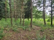 Ogłoszenie - Działka budowlana (6000 m2) okolice Twardogóry JEZIORO/LAS. Miniaturka 4