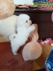 Ogłoszenie - śliczne miniaturowe maltańczyki do adopcji,,,,.......eee. Miniaturka 3