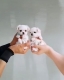 Ogłoszenie - śliczne miniaturowe maltańczyki do adopcji,,,,.......hhh. Miniaturka 2