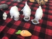 Ogłoszenie - śliczne miniaturowe maltańczyki do adopcji,,,,.......ff. Miniaturka 3