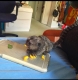 Ogłoszenie - Marmozety szukają nowego domu. Miniaturka 1