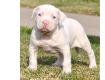 Ogłoszenie - 5 szczeniąt rasy American Pitbull czekających na nowe domy z pełną dokumentacją.. Miniaturka 2