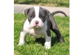 Ogłoszenie - 5 szczeniąt rasy American Pitbull czekających na nowe domy z pełną dokumentacją.. Miniaturka 3