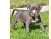 Ogłoszenie - 5 szczeniąt rasy American Pitbull czekających na nowe domy z pełną dokumentacją.. Miniaturka 4