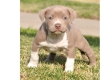 Ogłoszenie - 5 szczeniąt rasy American Pitbull czekających na nowe domy z pełną dokumentacją.. Miniaturka 5
