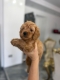Ogłoszenie - Goldendoodle Piękne Szczenięta. Miniaturka 1