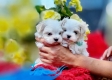 Ogłoszenie - śliczne miniaturowe maltańczyki do adopcji(((((())))). Miniaturka 3