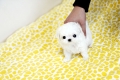 Ogłoszenie - śliczne miniaturowe maltańczyki do adopcji,,,,.......eee. Miniaturka 2