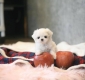 Ogłoszenie - śliczne miniaturowe maltańczyki do adopcji,,,,........ Miniaturka 4