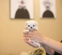 Ogłoszenie - śliczne miniaturowe maltańczyki do adopcji,,,,........ Miniaturka 3
