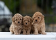 Ogłoszenie - Toy Poodle – szczenięta. Miniaturka 2