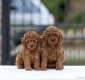 Ogłoszenie - Toy Poodle – szczenięta. Miniaturka 3