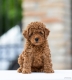 Ogłoszenie - Toy Poodle – szczenięta. Miniaturka 1