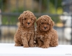 Ogłoszenie - Toy Poodle – szczenięta. Miniaturka 5