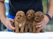 Ogłoszenie - Toy Poodle – szczenięta. Miniaturka 6