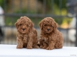 Ogłoszenie - Toy Poodle – szczenięta. Miniaturka 4