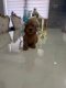 Ogłoszenie - Goldendoodle Piękne Szczenięta. Miniaturka 2