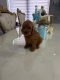 Ogłoszenie - Goldendoodle Piękne Szczenięta. Miniaturka 5