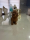 Ogłoszenie - Goldendoodle Piękne Szczenięta. Miniaturka 3