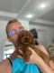 Ogłoszenie - Goldendoodle Piękne Szczenięta. Miniaturka 6
