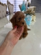Ogłoszenie - Goldendoodle Piękne Szczenięta. Miniaturka 7
