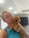 Ogłoszenie - Goldendoodle Piękne Szczenięta. Miniaturka 9