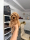 Ogłoszenie - Goldendoodle Piękne Szczenięta. Miniaturka 4