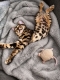 Ogłoszenie - Kocięta bengalskie na sprzedaż. Miniaturka 3